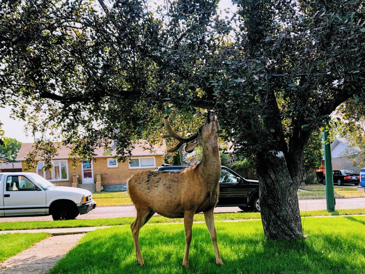 Nation’s Deer Excited to Escape into Idyllic Human Civilization this&nbsp;Summer